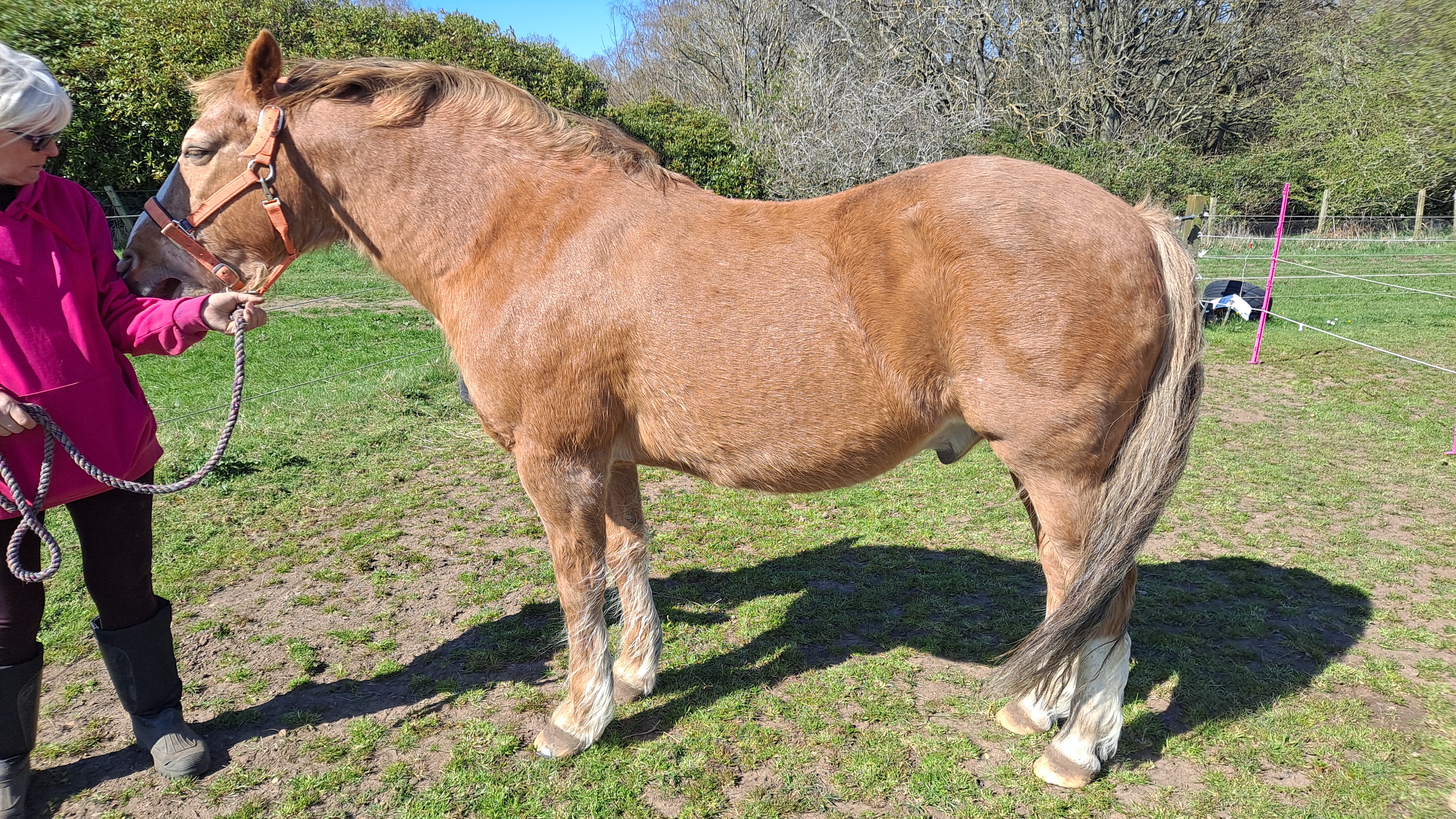 Working a hind leg meridian