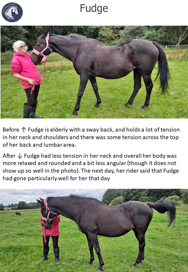 Working a hind leg meridian