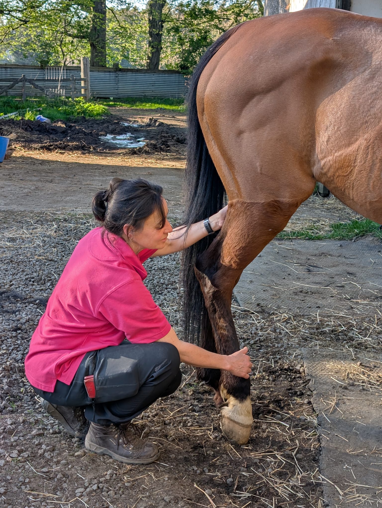 Working a hind leg meridian