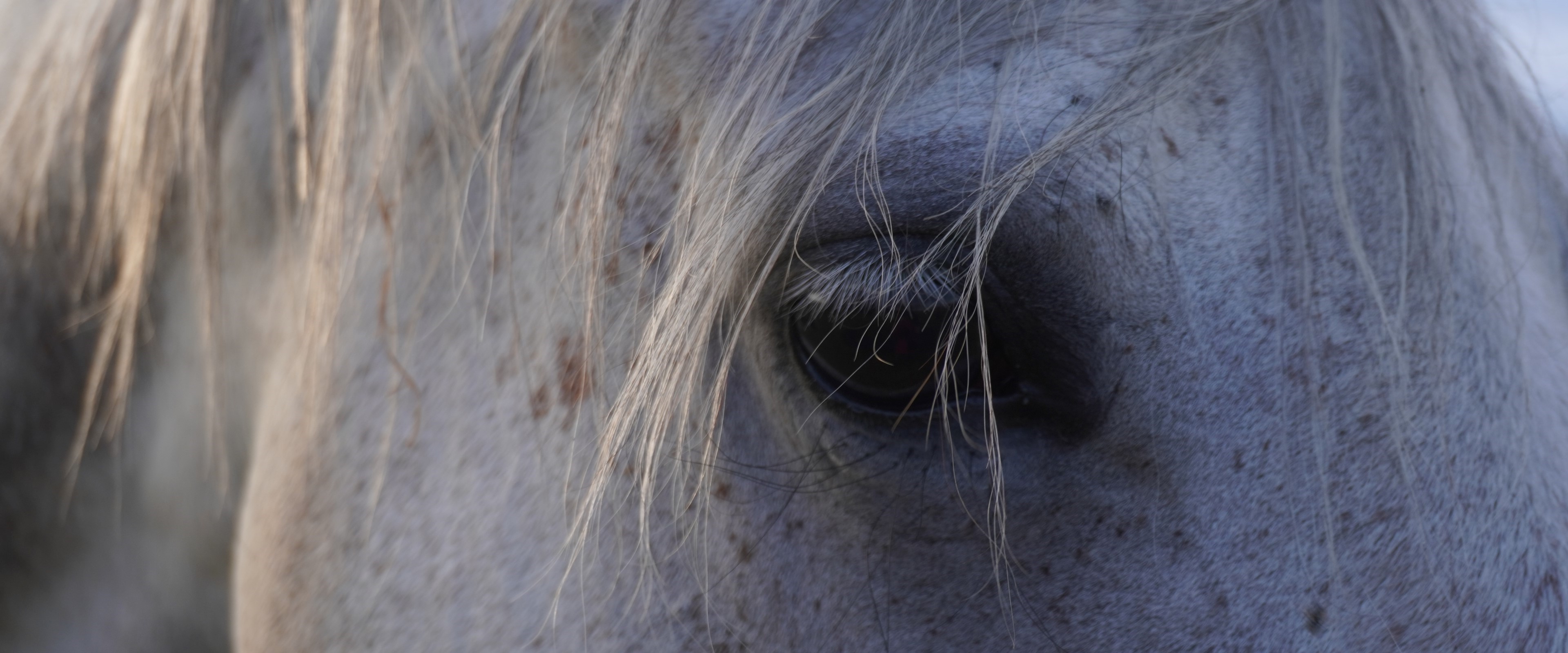Horse's eyes communicate how they respond to shiatsu